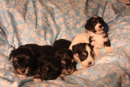 havanese-puppies
